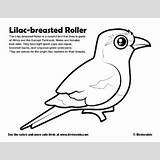 Roller Lilac Breasted Coloring Designlooter Sample 67kb 400px sketch template