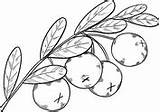 Cranberries sketch template