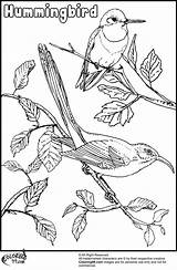 Hummingbird Coloring Pages Bird Humming Flowers Popular sketch template
