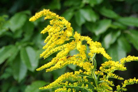 whats blooming goldenrod wells reserve