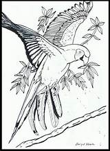 Papegaai Kleurplaten Vogels Dieren Volwassenen Animal Kleurplaat Tekenen Papagaai Parrot Macaw sketch template