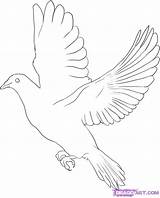 Taube Ausmalbilder Drawing Malvorlagen Dove Birds Getdrawings sketch template