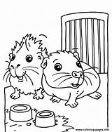 Guinea Pig Coloring Cute Pages Printable Print sketch template