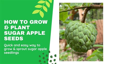 grow sugar apple sweetsop  seed youtube