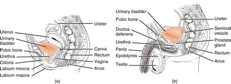 urine transport and other structures of the urinary system anatomy