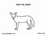 Jackal Designlooter Coyote Preschool sketch template