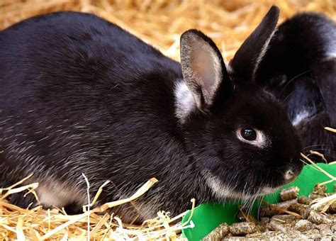 reasons  youll love  black bunnies  pets  bunny