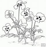 Violet Pansy Flower Drawing Coloring Viola Flowers Pages Getdrawings sketch template
