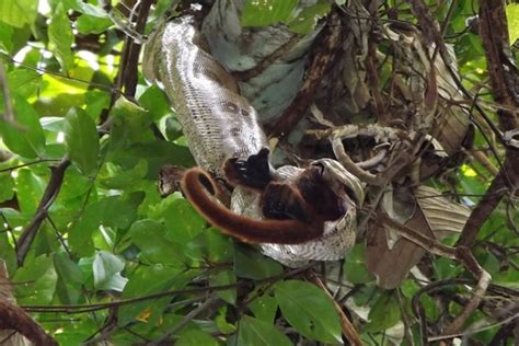 video  boa constrictor attacks howler monkey swallows