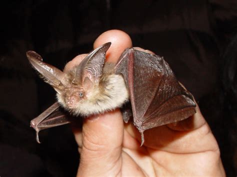 brown long eared bat wikipedia