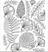 Botanical Coloring Line Drawing Pages Patterns Drawings Books Choose Board Color Botanicals Doodle sketch template