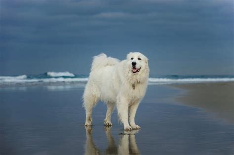great pyrenees dog breed complete guide   animals