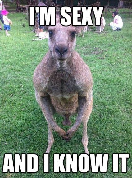 im sexy and i know it kangaroo memes picsmine