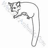 Glider Sugar Coloring Pages Click sketch template