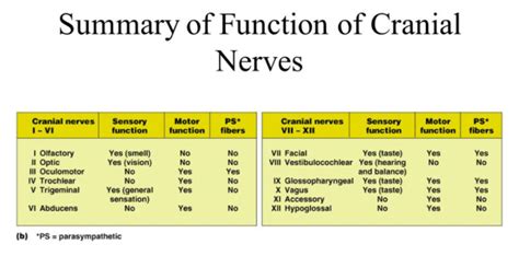 cranial nerves types  function distinct health