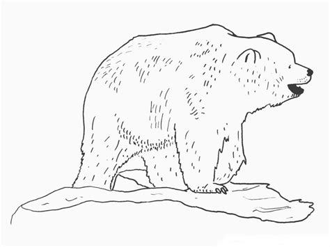 polar bear coloring page image animal place