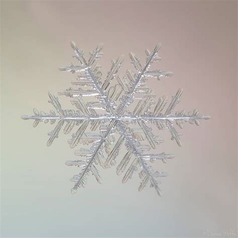 braving  cold create  cheap studio  great snowflake photography
