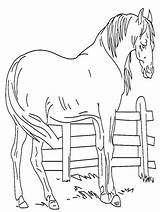 Coloring Pages Horse Breyer Popular sketch template