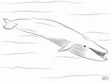 Blauwal Azzurra Balenottera Capodoglio Balena Lusso Stampare Mammals Kategorien sketch template