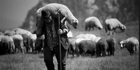 sheep   shepherds    church   parachurch warhorn media