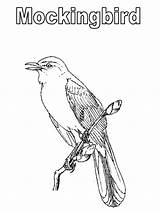 Mockingbird Coloring Pages Texas Color Printable 800px 84kb Getcolorings Tech Template sketch template