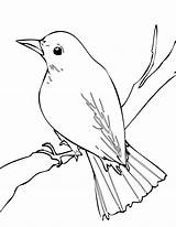 Nightingale Bird Coloring Pages Outline Color Drawings Drawing Clipart Easy Mynah Printable Birds Sheet Tattoo Animals Animal Sketches Print Clip sketch template