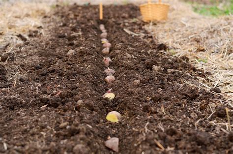 natalie creates planting potatoes  beginners guide