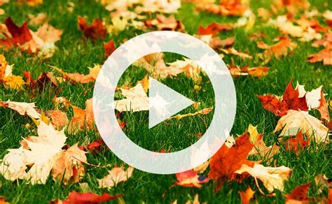 video drop  rake save time  money  leaving  leaves