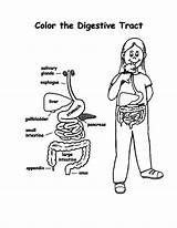 Body Coloring Human Pages Parts Stomach Digestive Tract Getcolorings System Kids Outline Printable Color sketch template