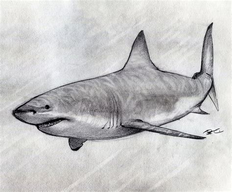 shark pencil drawing  paintingvalleycom explore collection