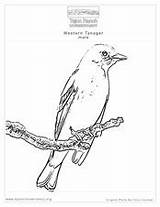 Pages Tanager Western sketch template