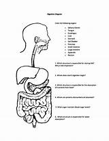 Digestive Unlabeled Endocrine sketch template