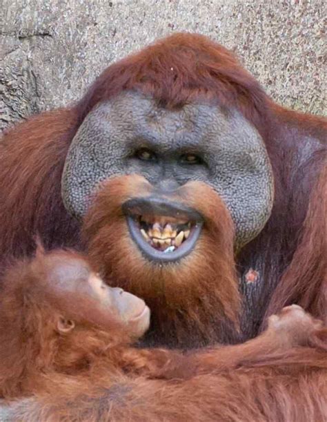 orangutan google search animals pinterest orangutan happy animals  animal
