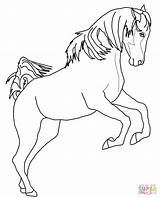 Caballo Caballos Rearing Arabian Kleurplaten Imprimir Kleurplaat Cavalli Cavallo Paarden Supercoloring Gratistodo Saltando Steigeren Zampe Arabo Printen Paard Steigerend Shagya sketch template