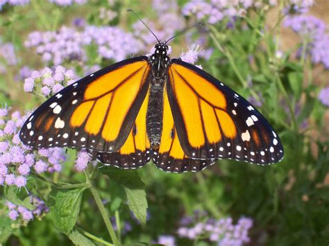 monarch male triad moms  main