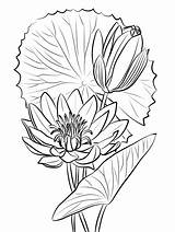 Coloring Water Lily Printable Pages Onlinecoloringpages Color sketch template