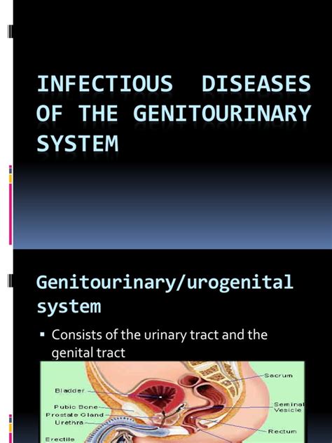Infectious Diseases Of The Genitourinary System Urinary Tract