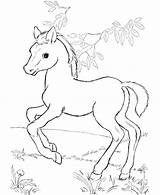 Horse Coloring Pages Pinto Getdrawings sketch template