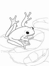 Frog Coqui Drawing Life Cycle Paintingvalley Getdrawings Coloring sketch template
