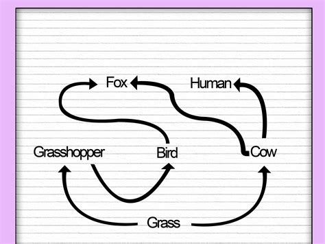 draw  food web  steps  pictures wikihow