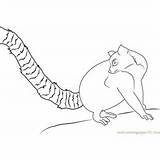 Lemur Tail Coloring Leaping Ring Coloringpages101 Pages sketch template