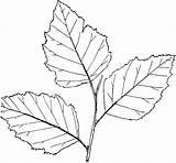 Leaf Drawing Birch Leaves Outline Clipart Simple Betula Google Search Line Drawings Coloring Flower Genus Hojas Large Getdrawings Etc Maple sketch template