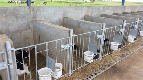 calf pens struan farm rigtech steel structures