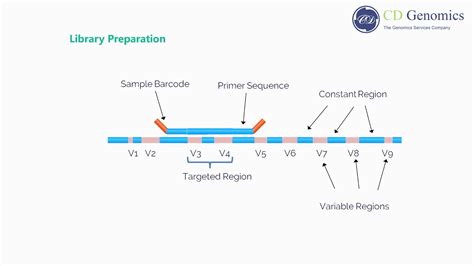 analysis   rrna sequences show