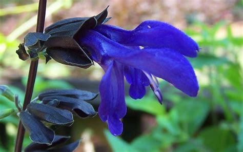 Black And Blue Salvia Blue Anise Sage 1 Gallon
