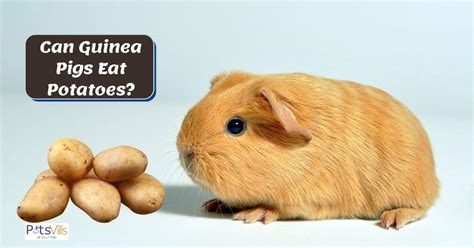 guinea pigs eat potatoes benefits risks  feeding