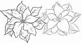 Coloring Poinsettia Christmas Flower Pages Beautiful Flowers sketch template