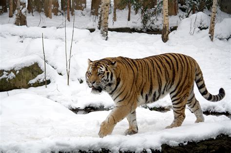 siberian tigers   comeback  china vagabond images