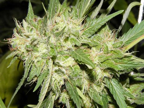 big bud seeds strain review grow marijuanacom