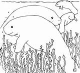 Manatee Coloring Book Clker Clip sketch template